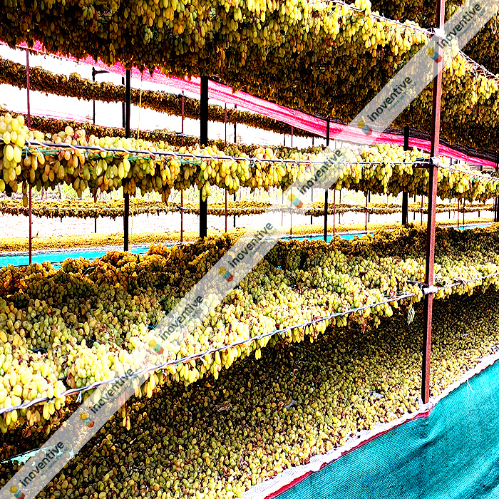 Agrosia Agriculture Wires: Revolutionizing Baidana for Raisin Production